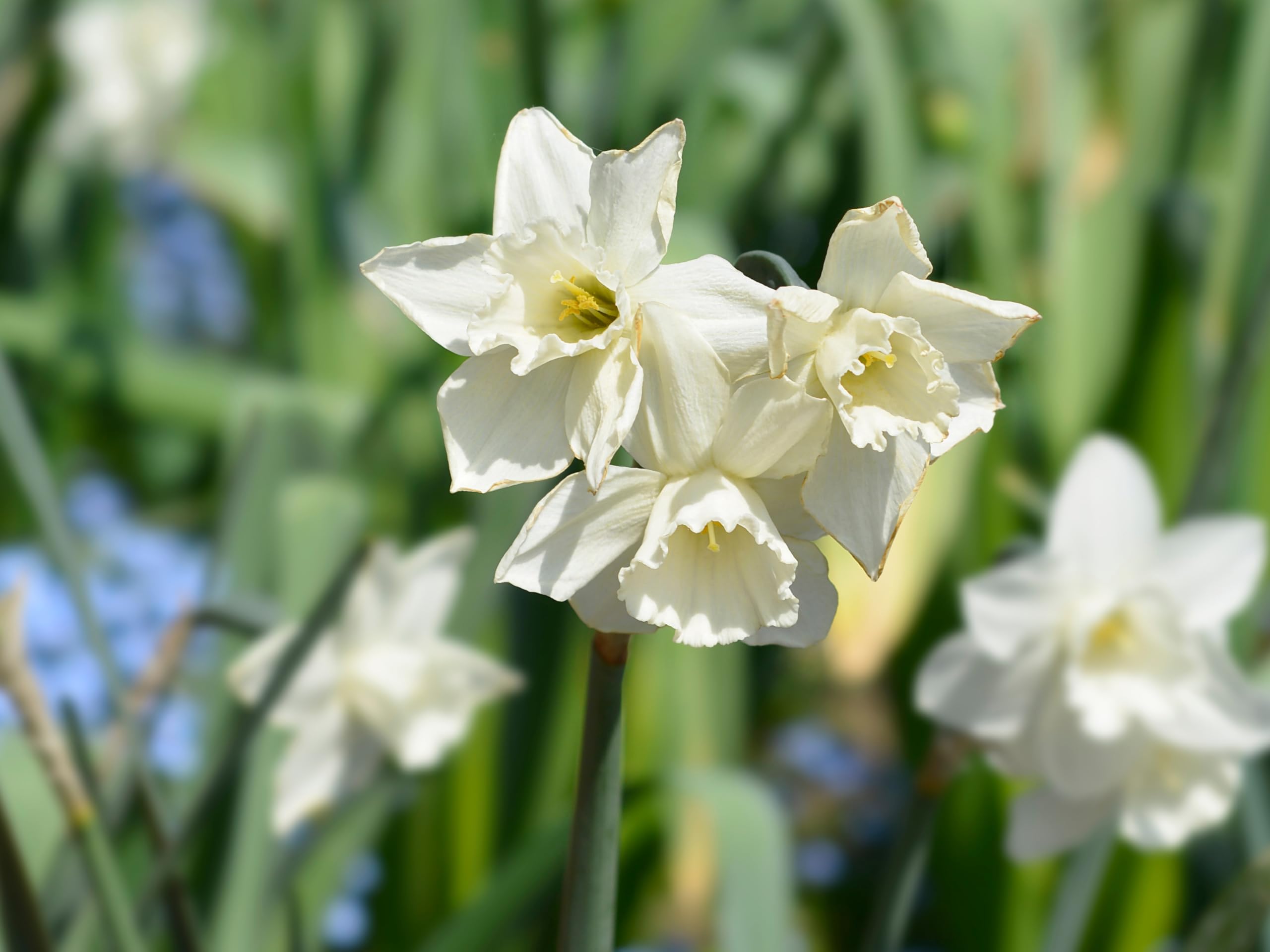 Lincolnshire Pond Plants Ltd - Allium Eros Plant Bulb x5 — view 11