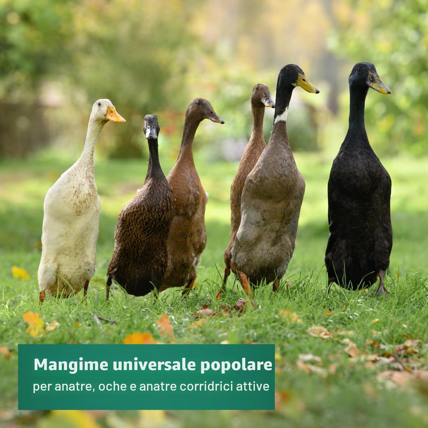 Agrarzone Mangime per anatre granaglie 20 Kg - Formula 100% naturale e senza OGM - Ideale per anatre, germani reali e oche - Ricco di cereali e ad alta digeribilità