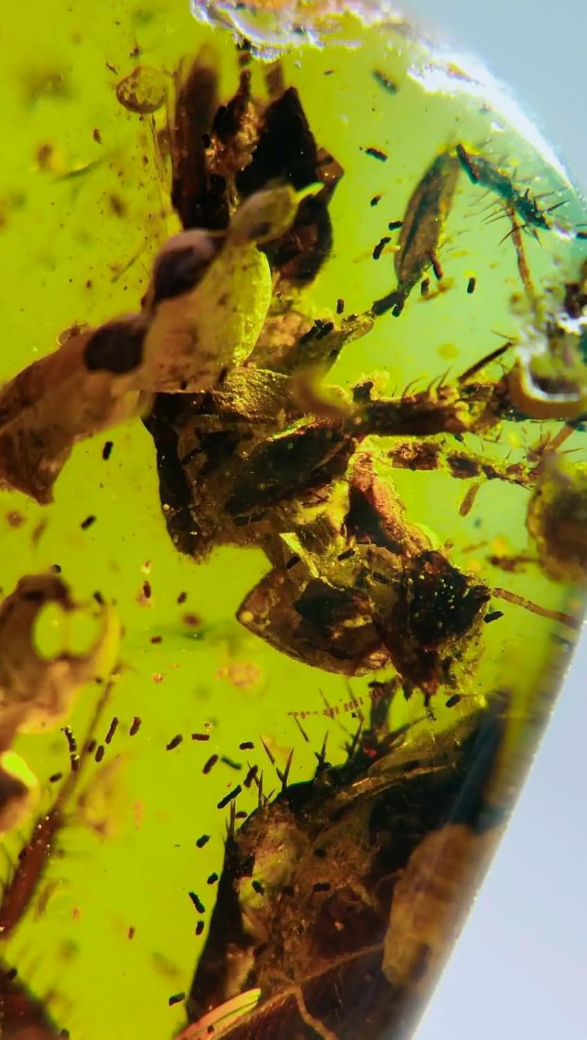 Burmese burmite Cretaceous Big blattaria Insects Fossil Amber Myanmar