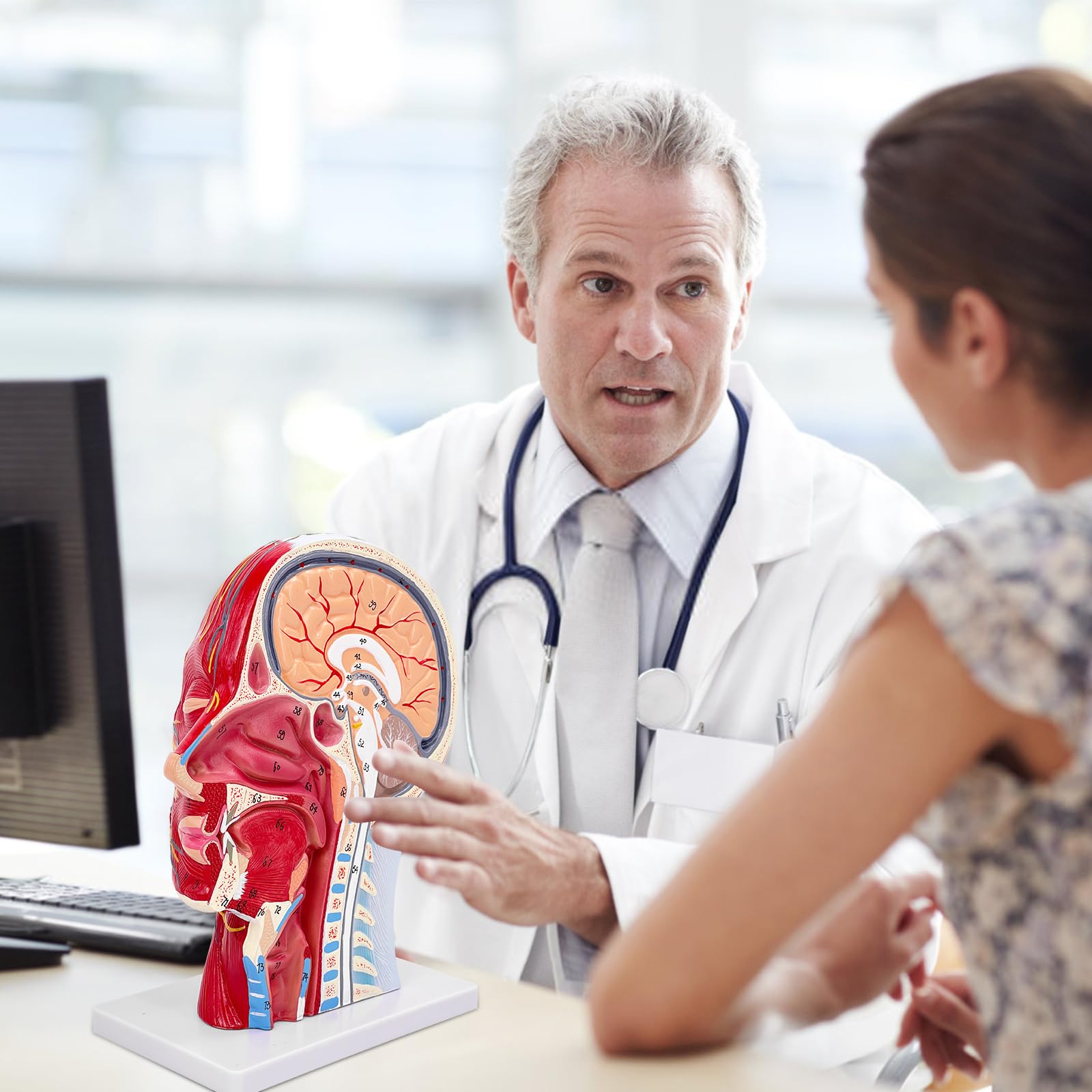 Menschlicher Halber Kopf, Oberflächliches Neurovaskuläres Modell mit Muskulatur, Lebensgroßes Anatomisches Kopfmodell, Schädel & Gehirn Für Medizinischen Unterricht (Menschlicher Halber Kopf)