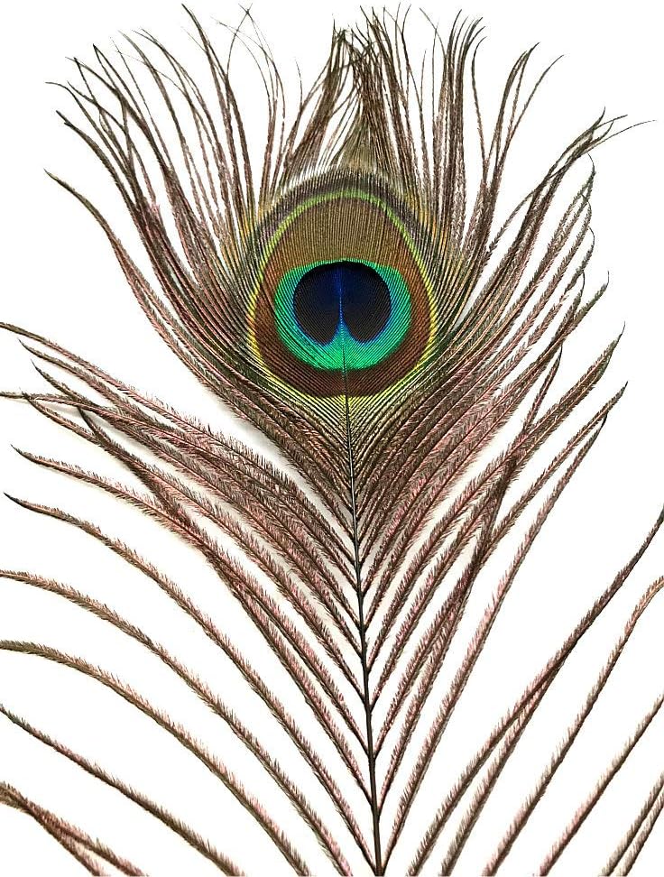 American Feathers Eyed Peacock Tail Feathers 35-40" per 50