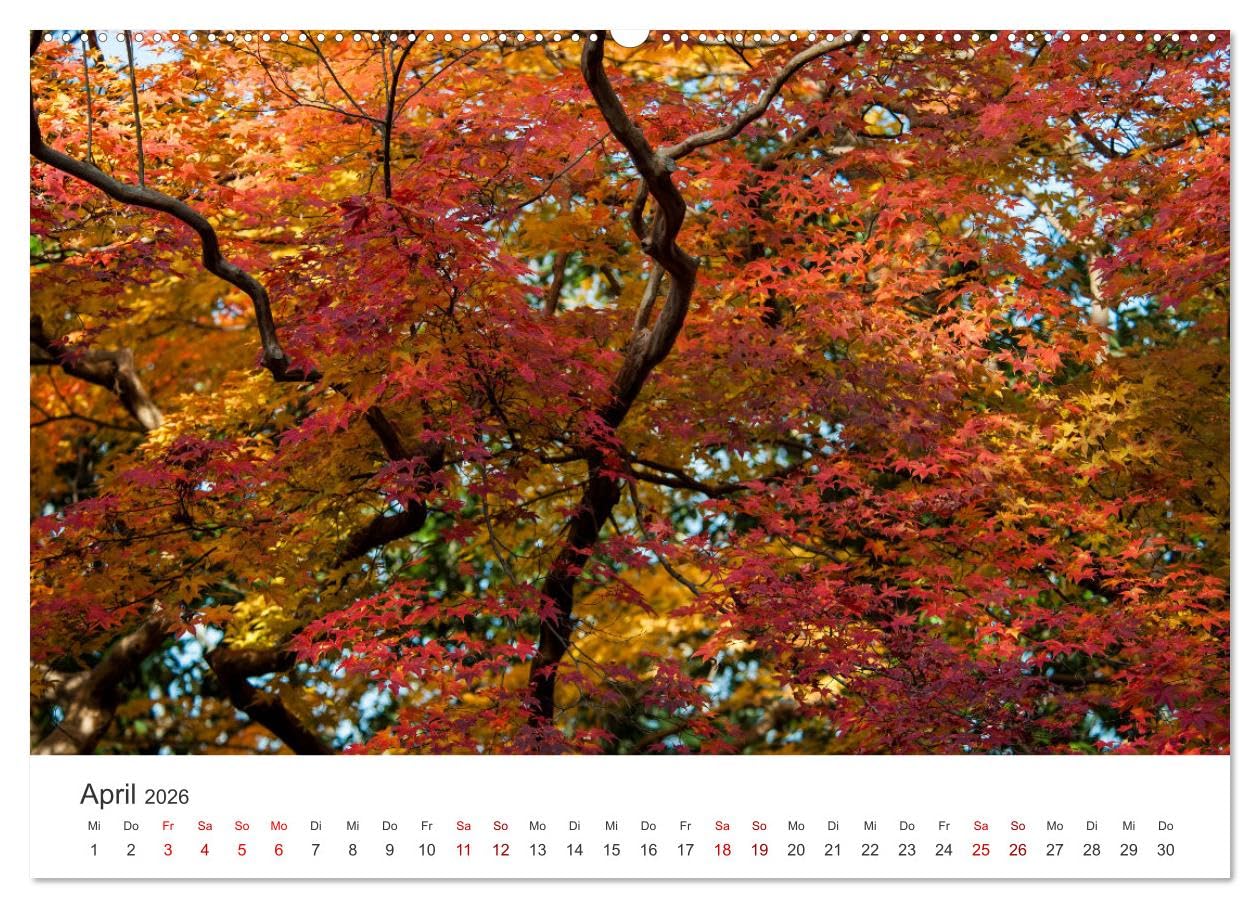 Japanischer Herbst und Laub (Wandkalender 2026 DIN A2 quer), CALVENDO Monatskalender: Medizin für die Seele (CALVENDO Natur)