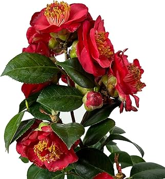 71Tgx1rvIwL._AC_UF350,