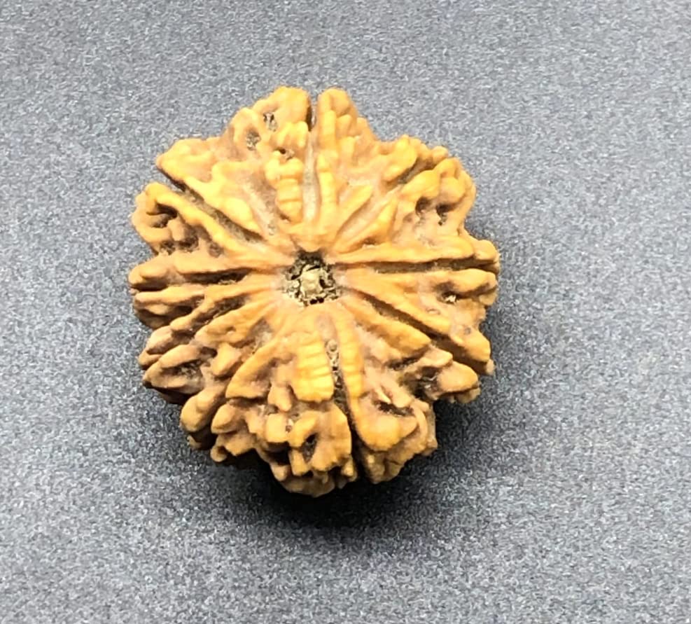 Rudraksha du Népal 9 Mukhi pour calmer l'esprit avec la déesse Durga