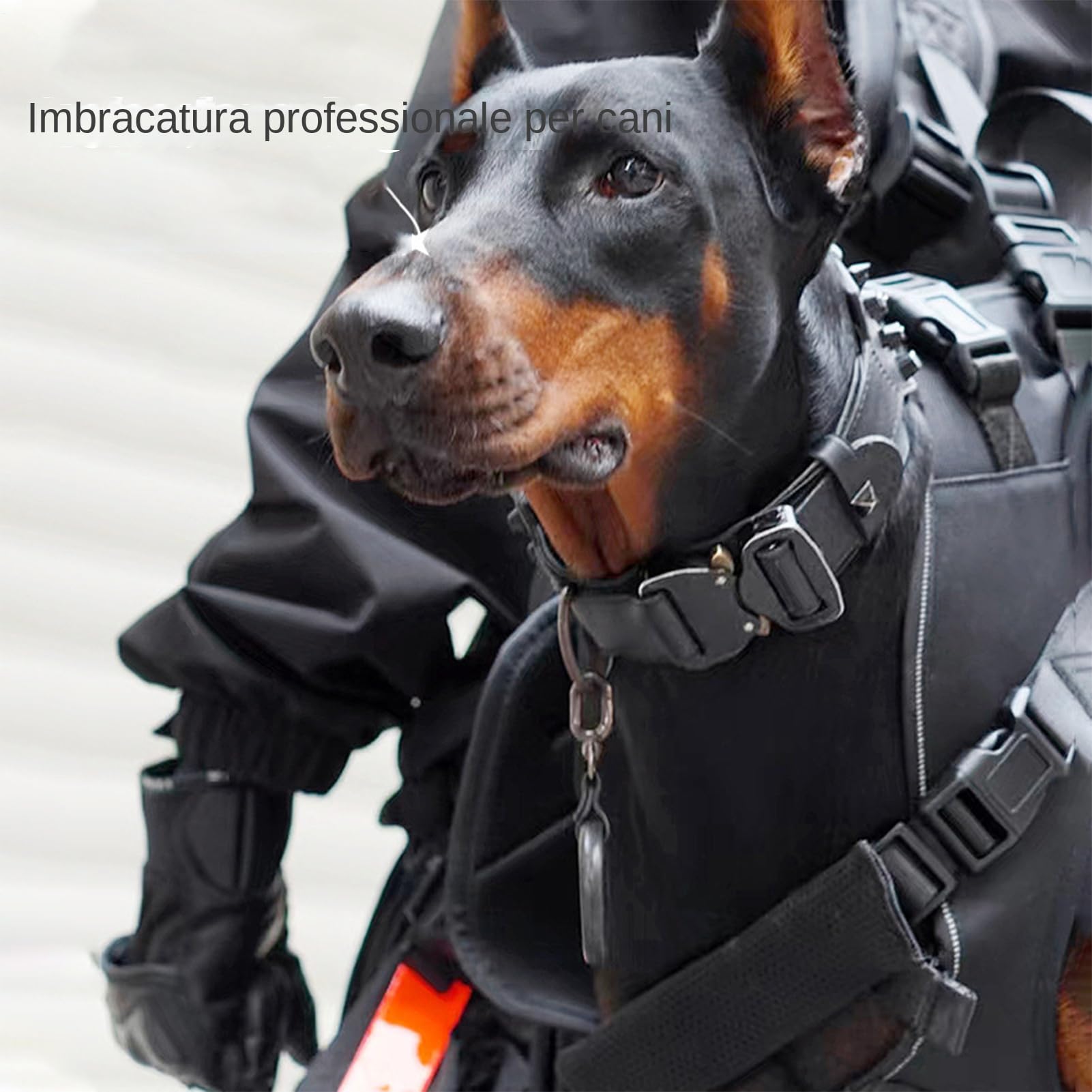 Cinturón para perros - Soporte para el cuerpo del portador profesional | ENVASES TEVIO OXFORD con patas delanteras de cinturón | Carrier para perros para coche Motorrad Reisen |