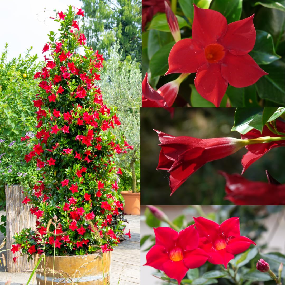 IFLO® Dipladenia Mandevilla rot – blühende Kletterpflanze im Topf für Balkon, Terrasse & Garten, chilenischer Jasmin, 1 Pflanze