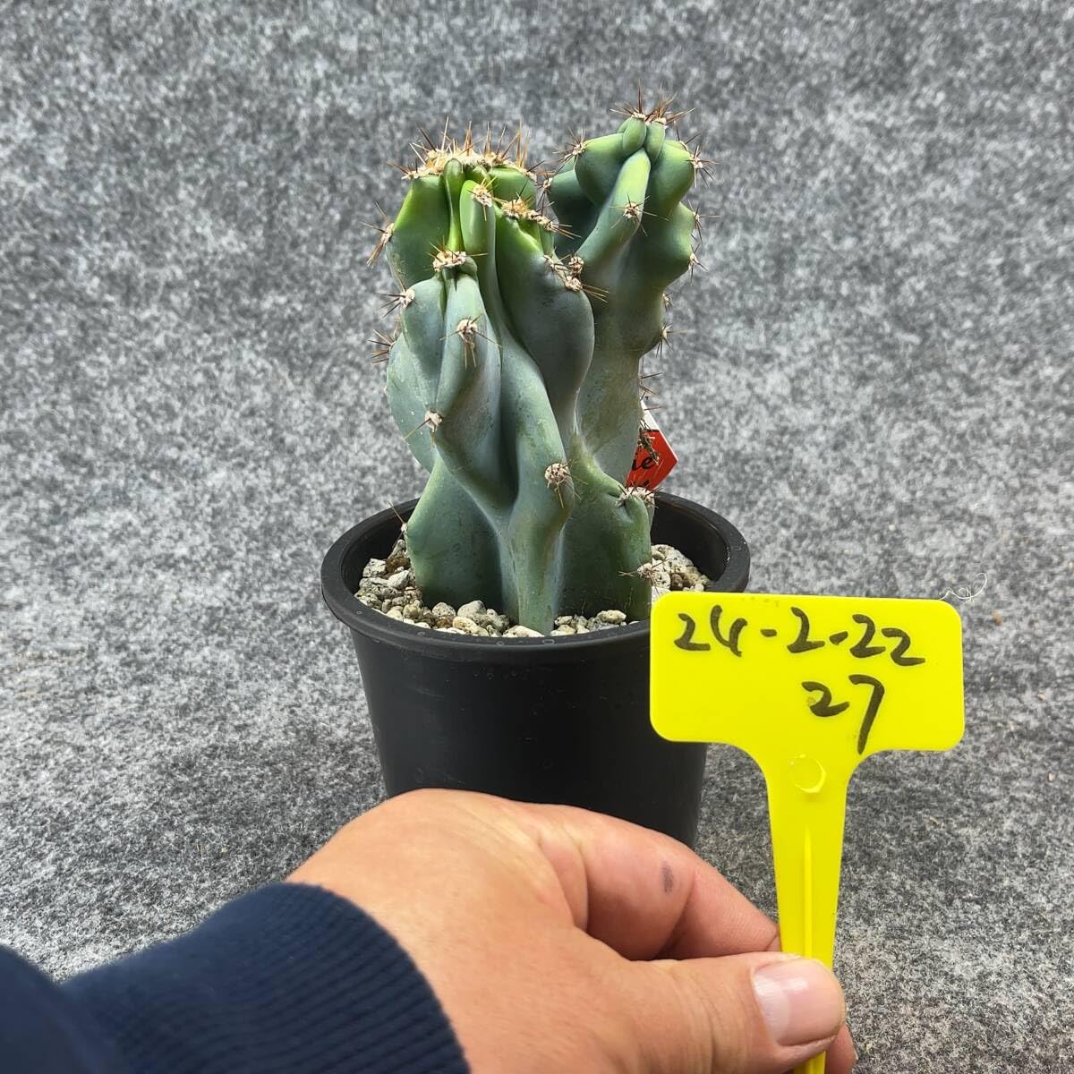 Amazon.co.jp: 鉢ごと発送セレウス 岩石獅子 Cereus jamacaru3.5号鉢 