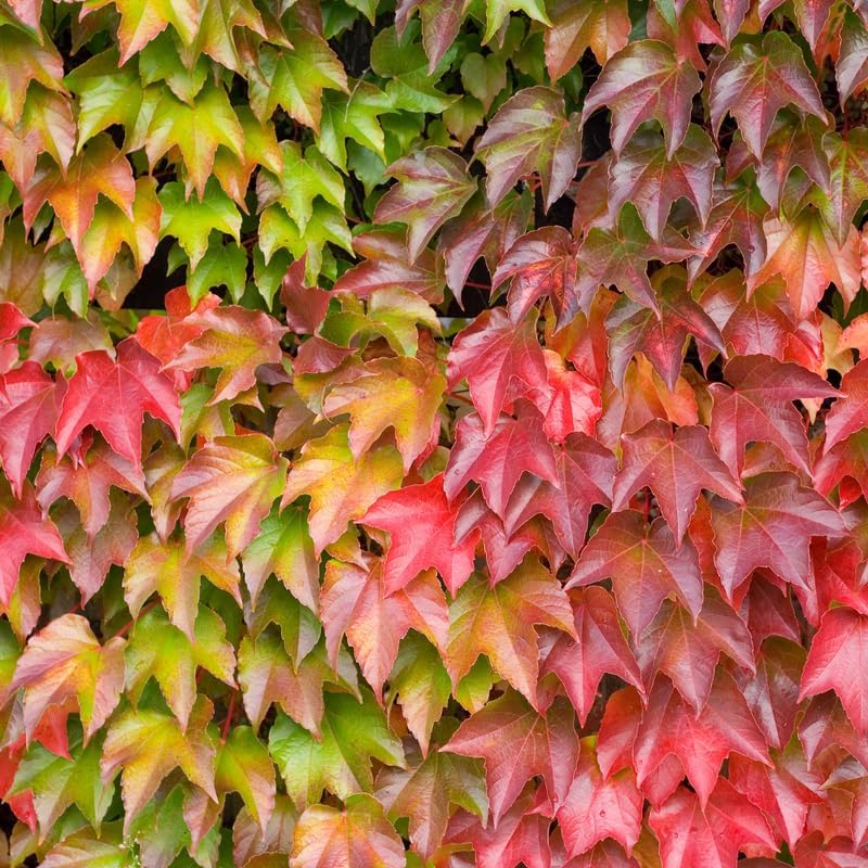 Live Boston Ivy Plant, Live Ivy Vine Plant in Pot, 4 to 6 Inch Tall Boston Ivy Plant Live Ivy Climbing Plant for Outdoor Garden