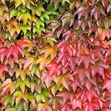 Live Boston Ivy Plant, Live Ivy Vine Plant in Pot, 4 to 6 Inch Tall Boston Ivy Plant Live Ivy Climbing Plant for Outdoor Garden