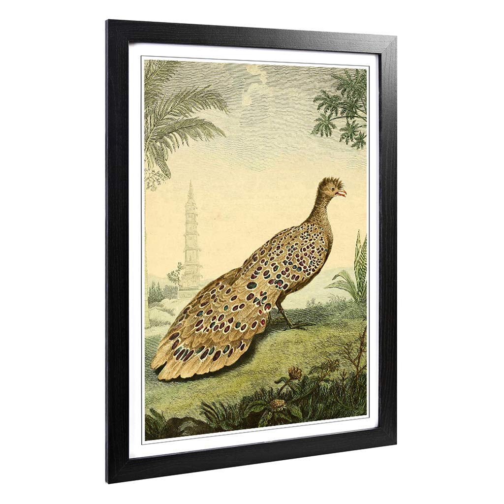 Big Box Art Framed Print of Vintage Charles R Ryley Peacock Pheasant Design | Wall Art Picture | Home Decor for Kitchen, Living Room, Bedroom, Hallway, Black, A2 / 24.5x18 Inch / 62x45cm