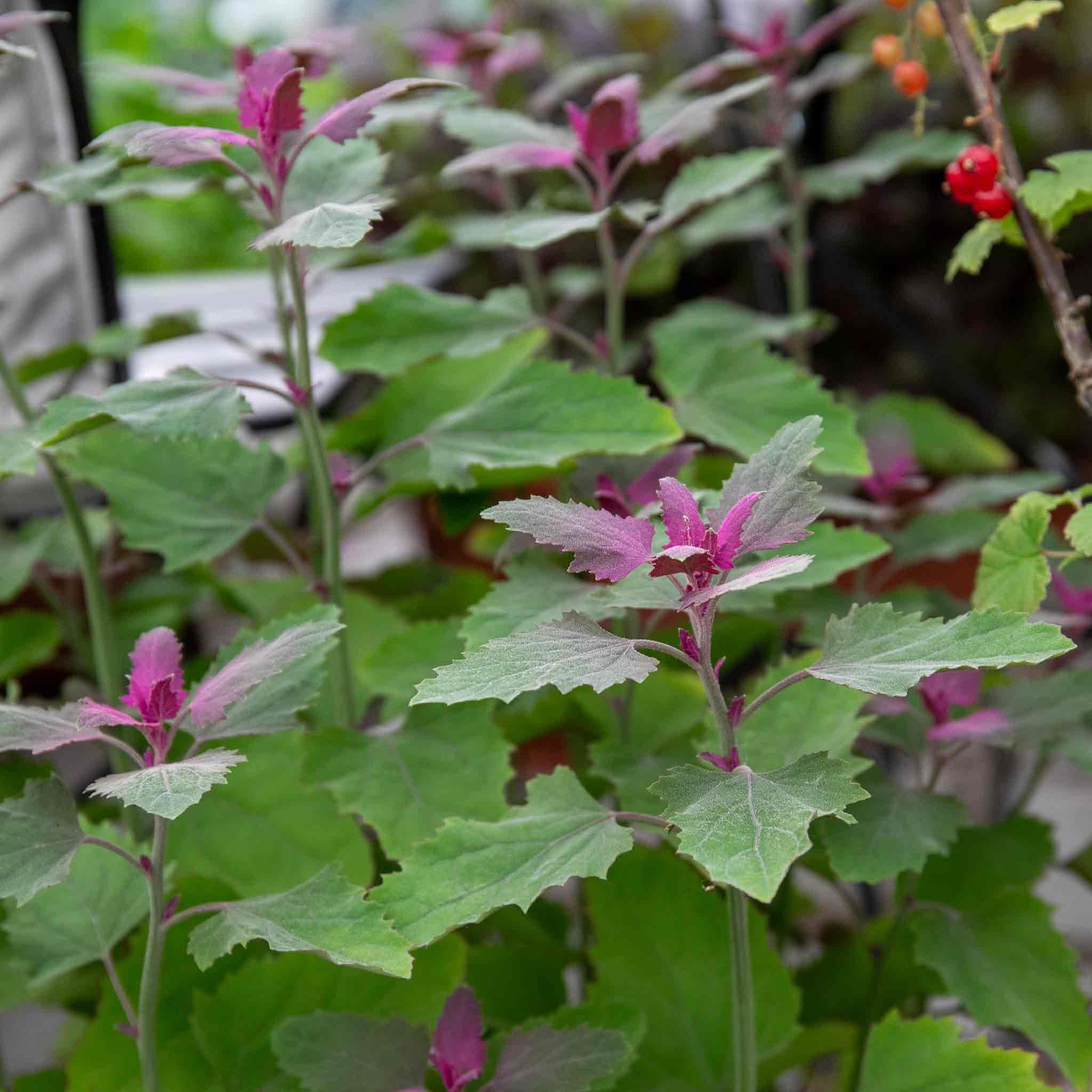Marshalls Garden Tree Spinach Chenopodium giganteum - Edible Annual for pots, patios and Small Gardens 1 Litre Plant