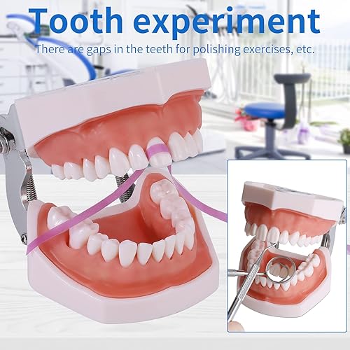 Miniatura 4 de Modelo de dientes Typodont - Modelo de práctica de enseñanza de dientes extraíbles, modelo de demostración de Typodont, viene con un destornillador