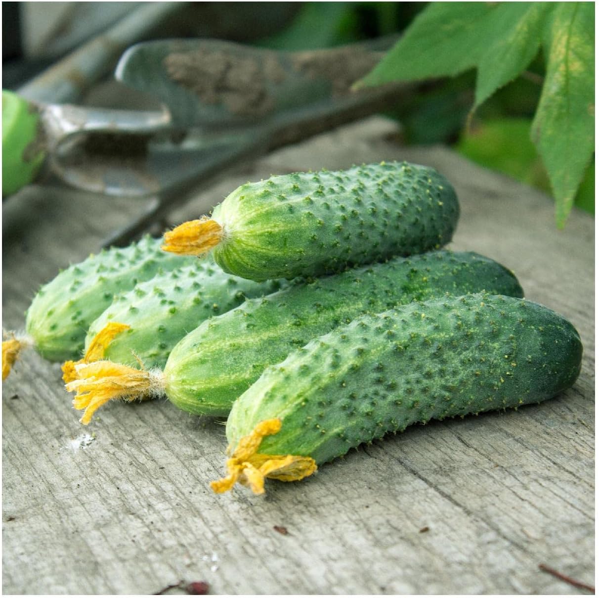 Everwilde Farms - 1/4 Lb Organic Wisconsin Pickling Cucumber Seeds - Gold Vault