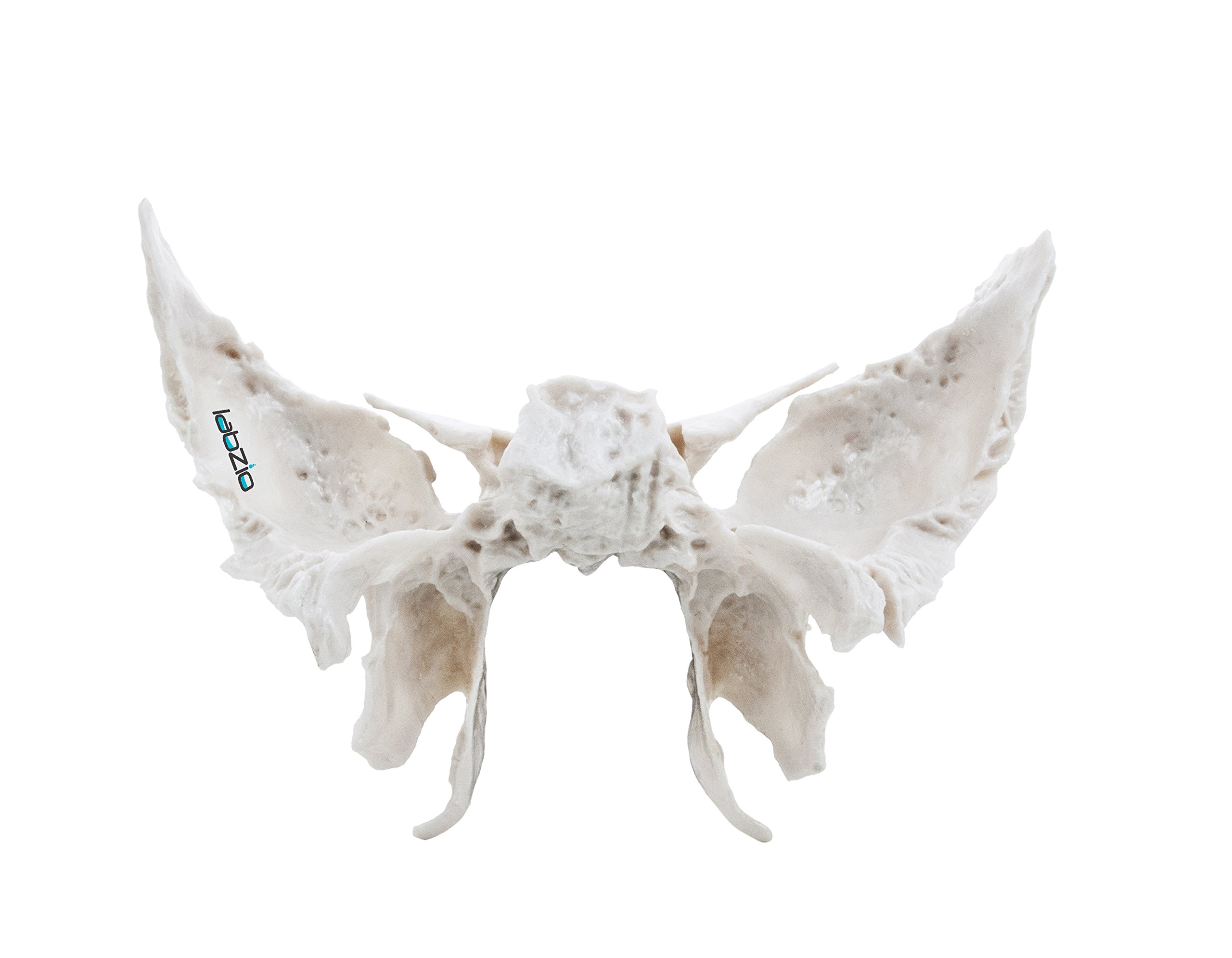 Labzio - Sphenoid Bone, Anatomically Correct, Cast From Original Human Skull, Extremely Detailed, Anatomical Model (B0776XHG3S) Amazon Price History, Amazon Price Tracker