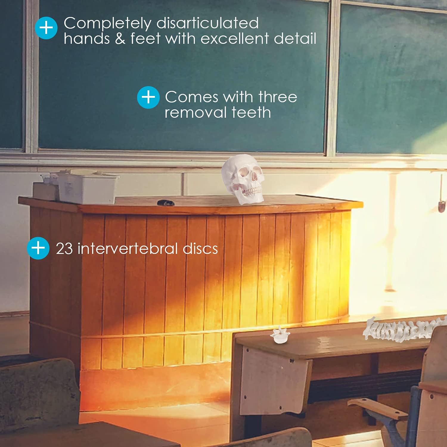 One-Day Sale: Up to 60% Off Houseables Disarticulated Human Skeleton, Full Unassembled Anatomical Model, Life Sized, 62” Height, Plastic, w/ Poster, Skull, Bones, Articulated Hand & Foot, Study of Skeletal System, Educational Best Cyber Deals 🔥 Houseables Disarticulated Human Skeleton, Full Unassembled Anatomical Model, Life Sized, 62” Height, Plastic, w/ Poster, Skull, Bones, Articulated Hand & Foot, Study of Skeletal System, Educational