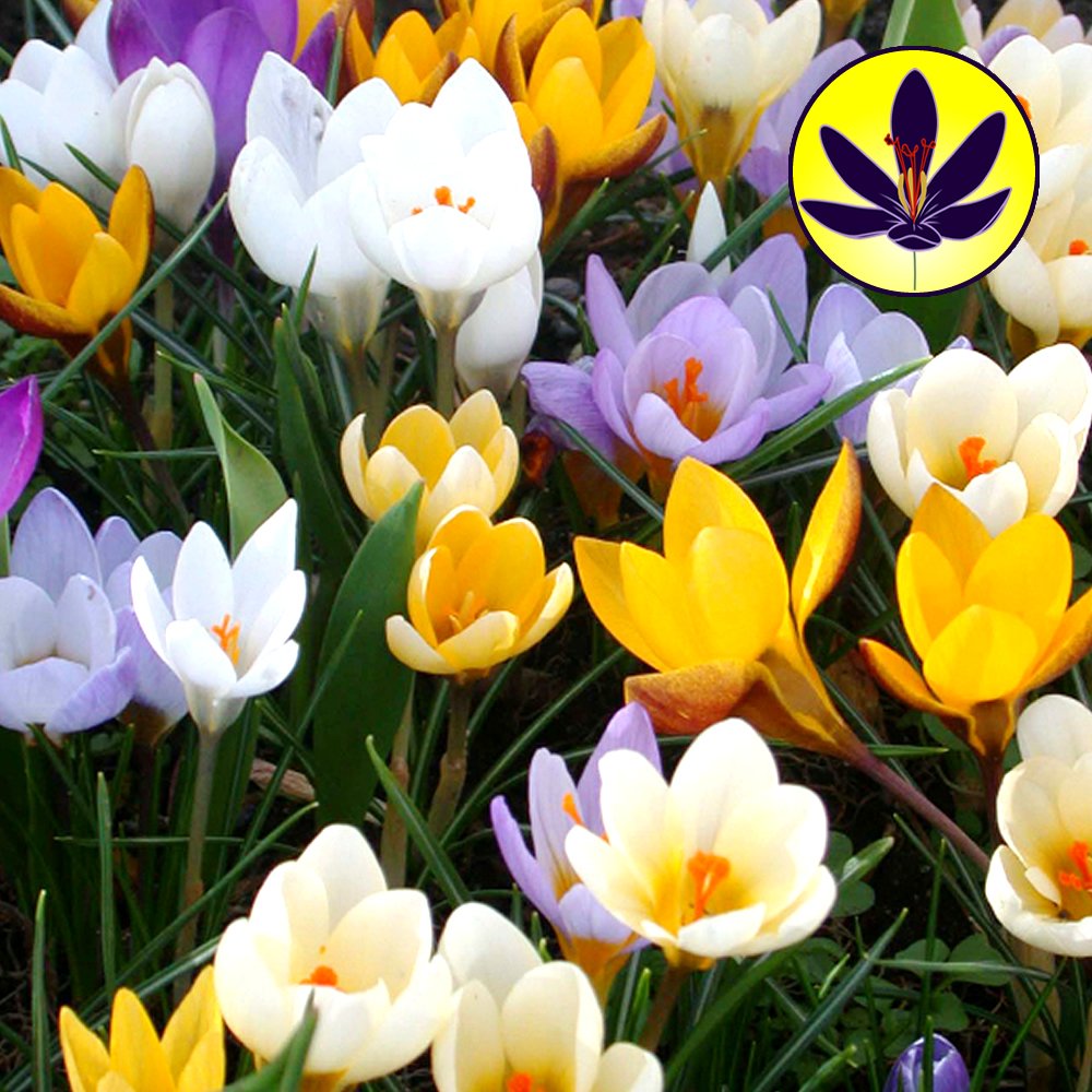Mélange de Crocus Plante robuste à bulbe Floraison printanière de petites fleurs