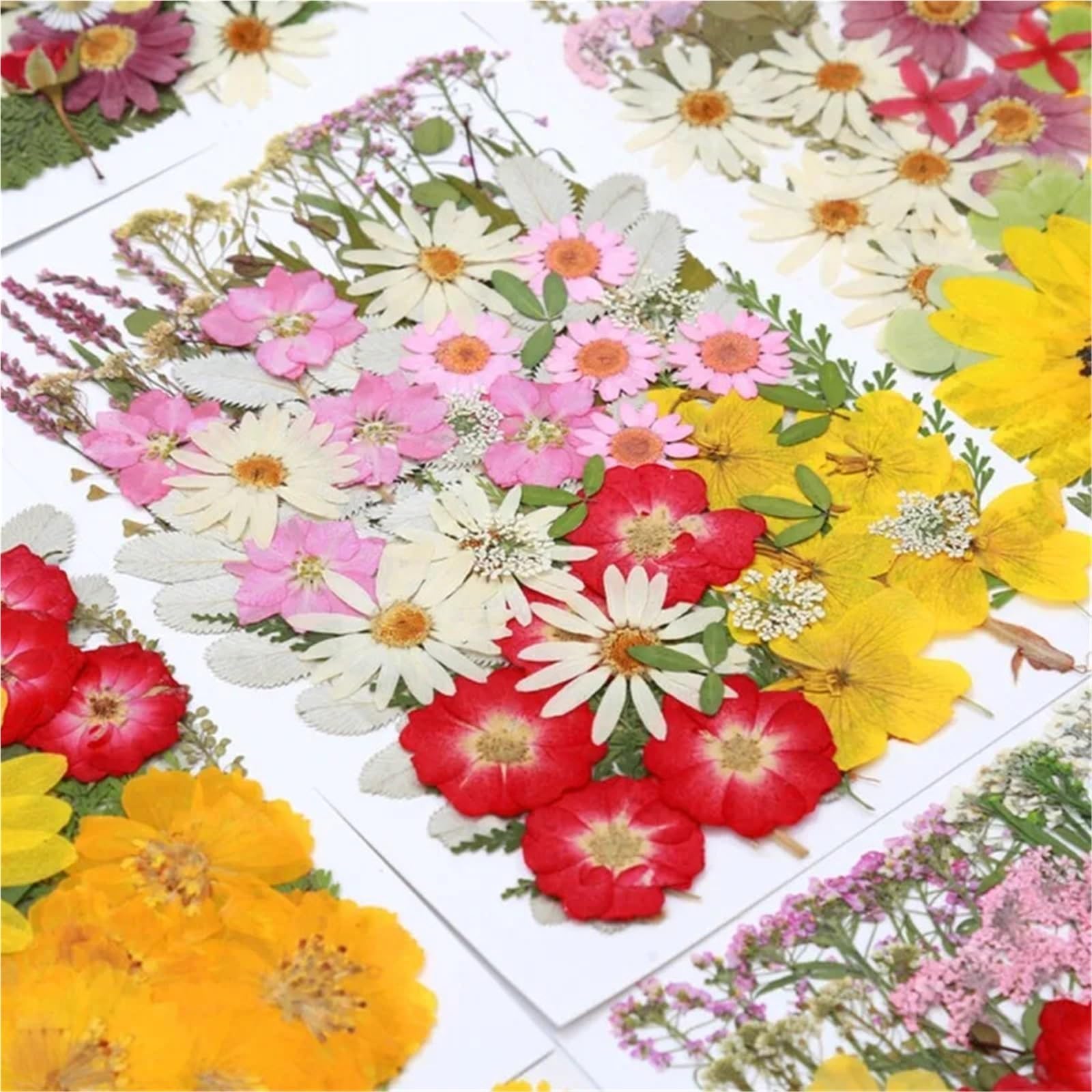 Fiori Pressati ed Essiccati Fiori pressati secchi misti