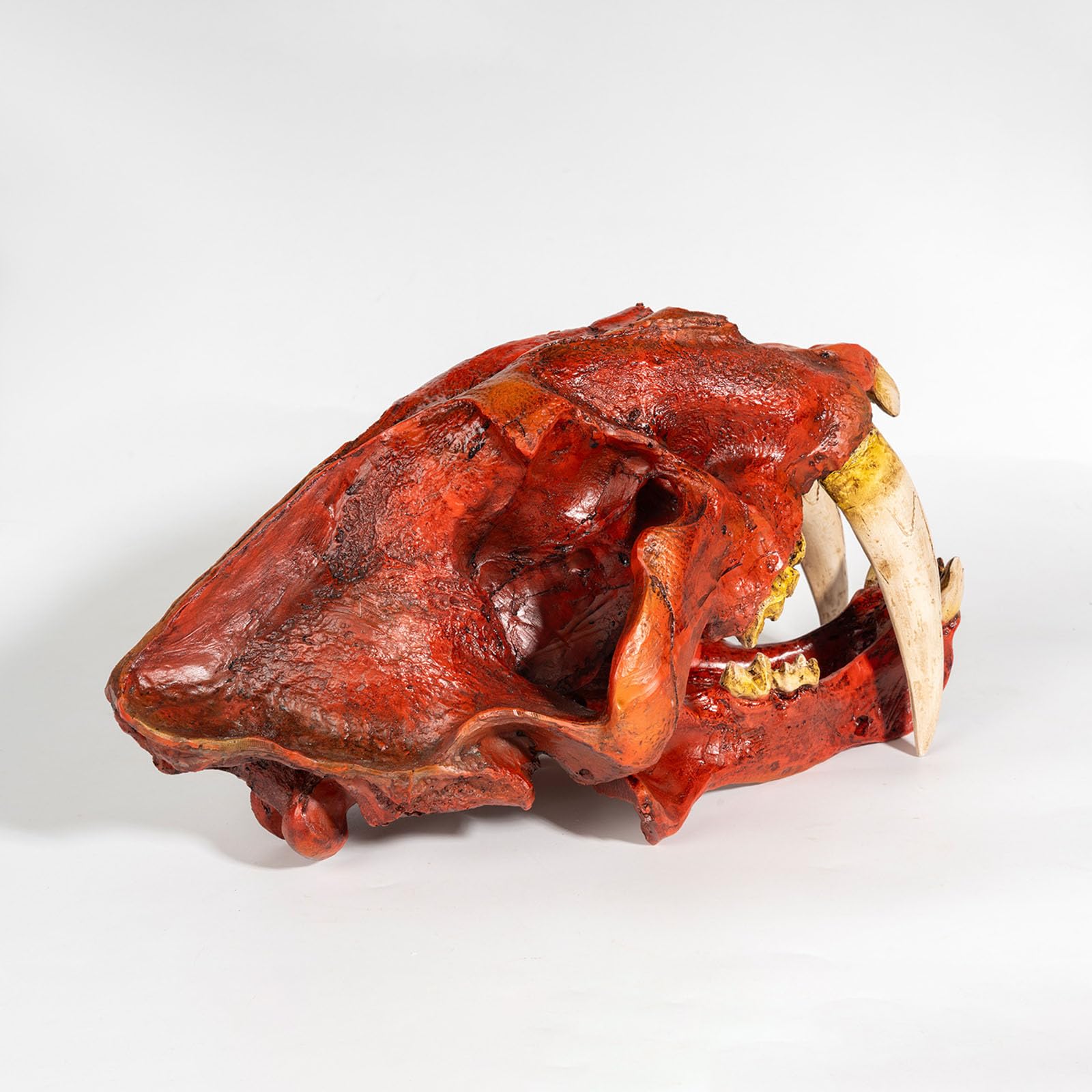 Cráneo de Tigre Réplica en Resina Estatua de Cráneo de Tigre Dientes de Sable Decoración para Fiesta de Halloween, Hogar y Oficina,Rojo,33cm