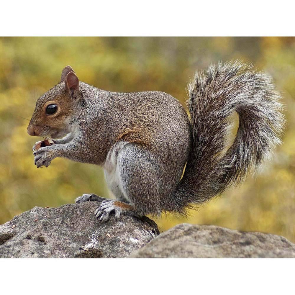 Wee Blue Coo Animal Grey Squirrel Art Print Poster Wall Decor 12X16 Inch