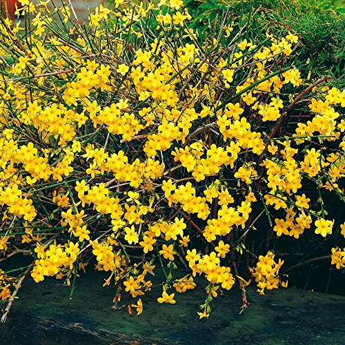 Boutique Meeko Jasminum nudiflorum Jasmin d'hiver - 1 arbuste