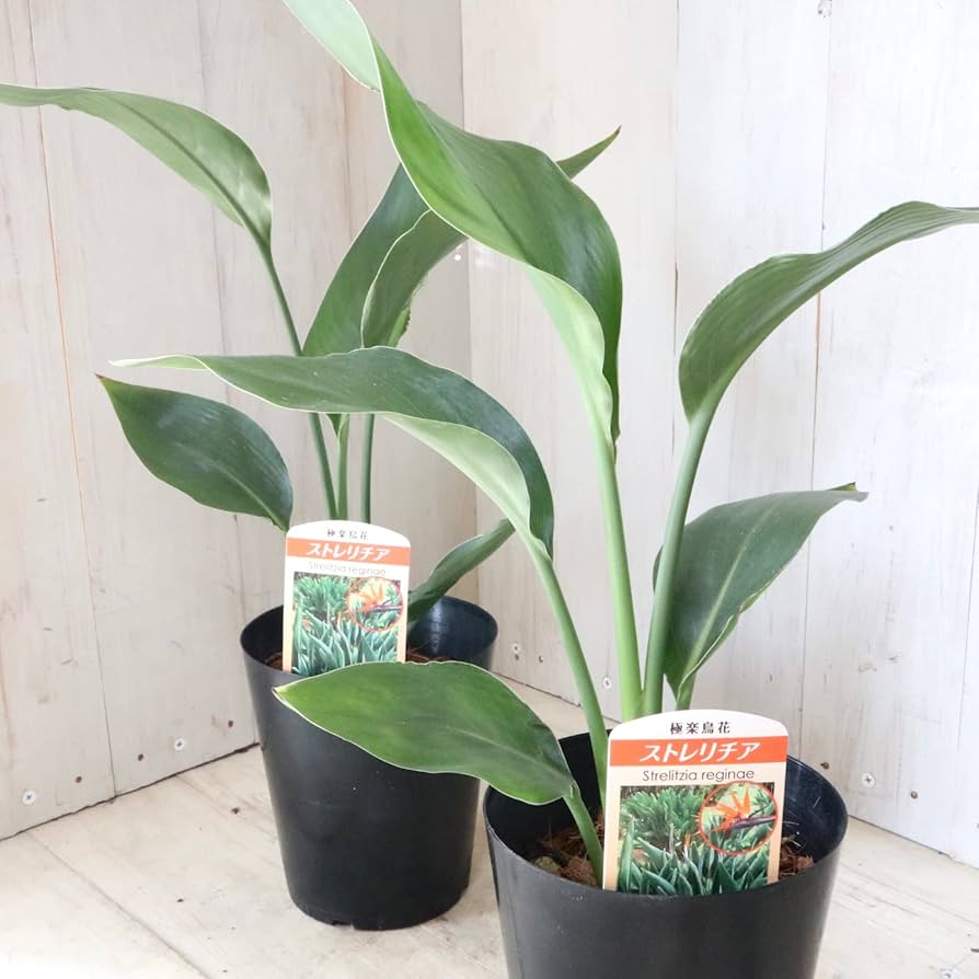 ストレリチアレギネ 鉢ごと Amazon | ストレチア レギネ 観葉植物 鉢ごと | ノーブランド品