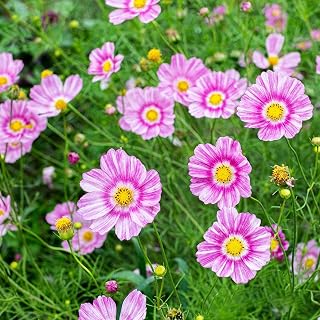 100pcs Rare Cosmos Seeds for Planting Garden Flowers Easy-to-Plant and Stunning Seeds Add a Touch of Elegance to Your Garden