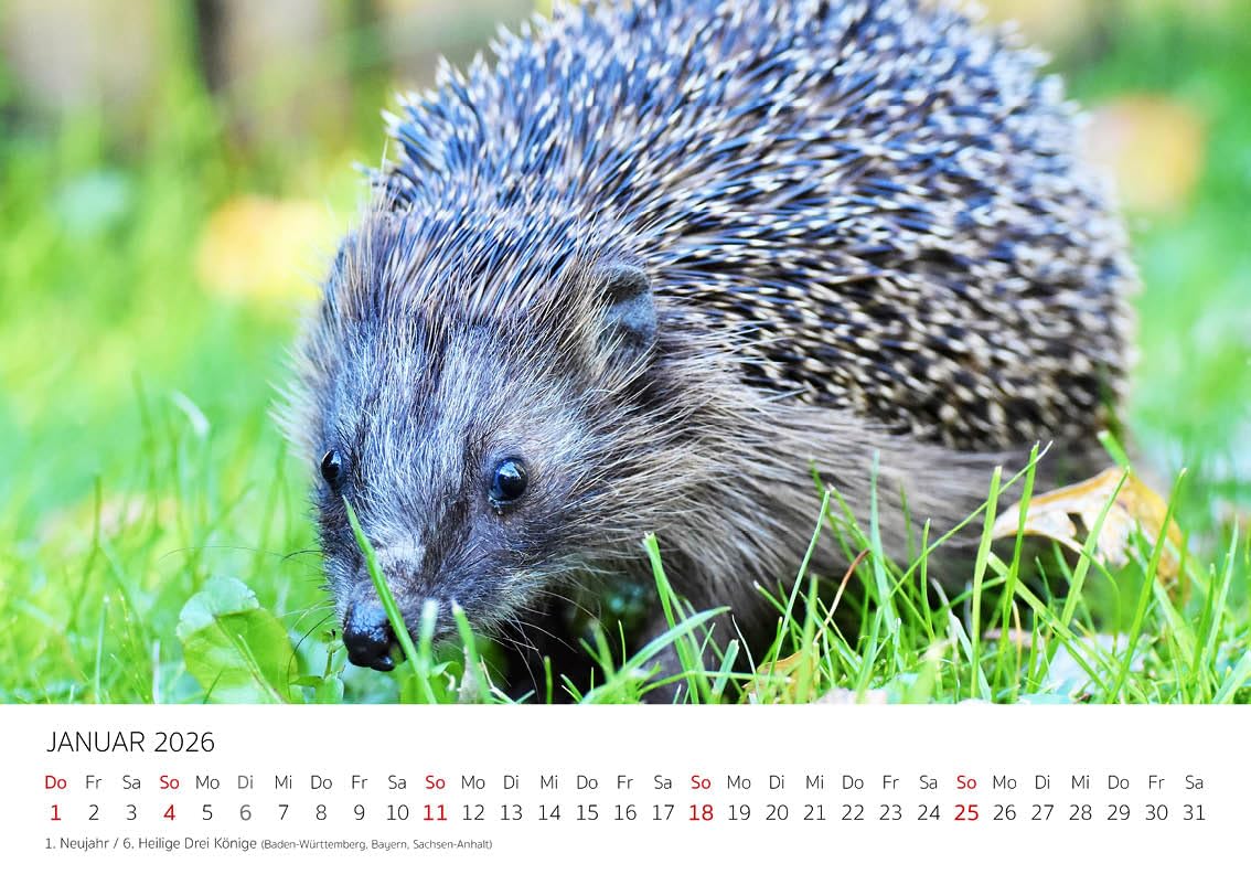 Image secondaire de Calendrier Mural Premium Hérisson 2026 - Edition Seidel A4