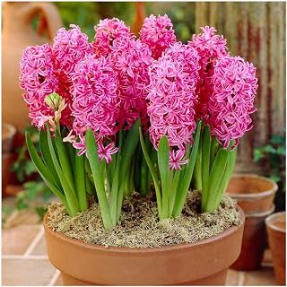 GARTHWAITE NURSERIES® : - UK Stockist : - 3 Prepared Indoor Hyacinths Pink Pearl Highly Fragrant Size 18/19 Large Bulbs