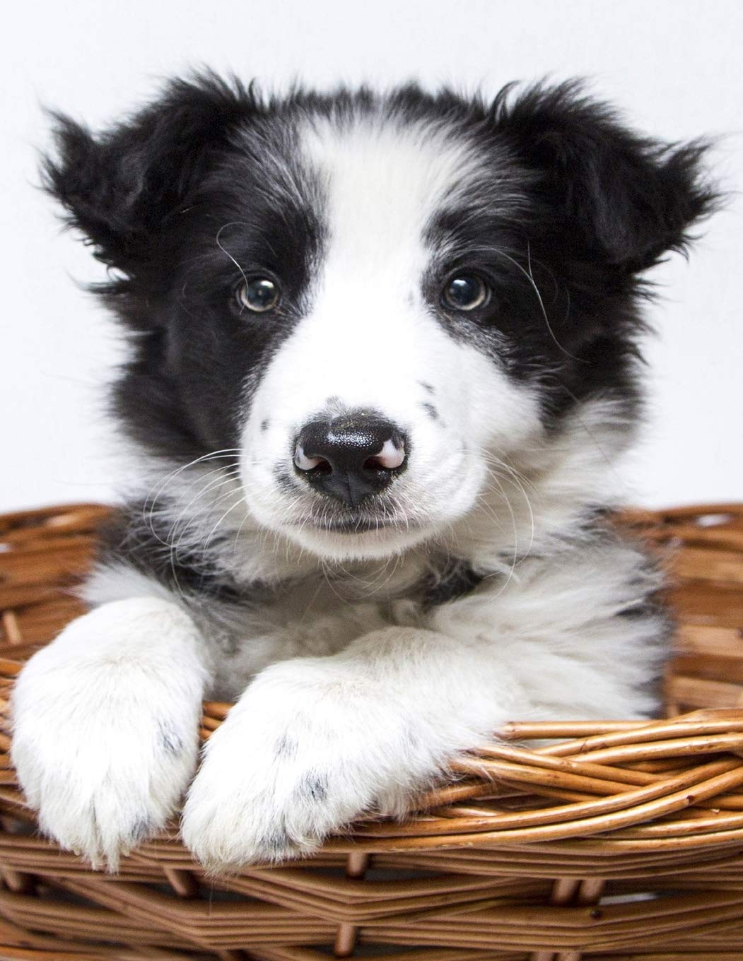 Simple Easy 12 Week Weight Loss Diet Food Tracker for Women: Large Size 8.5 X 11 Daily Weekly Journal Notebook Diary Planner Schedule Organizer with Calorie Counter