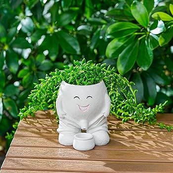 特大　実生　ロフォフォラ　デフューサー　白花　樽鉢　鉢ごと送料込み 楽天市場】ミニミニレジンポット 動物 四つ足アニマル 1号鉢 1号ポット