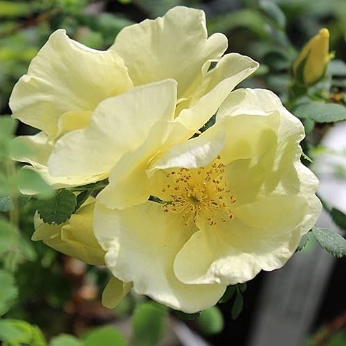 Miniatura 2 de CHUXAY GARDEN Rosa Hugo's Rose, Rosa Hugonis, 10 semillas, flores de belleza, plantas ornamentales, maravillosa opción para el jardín