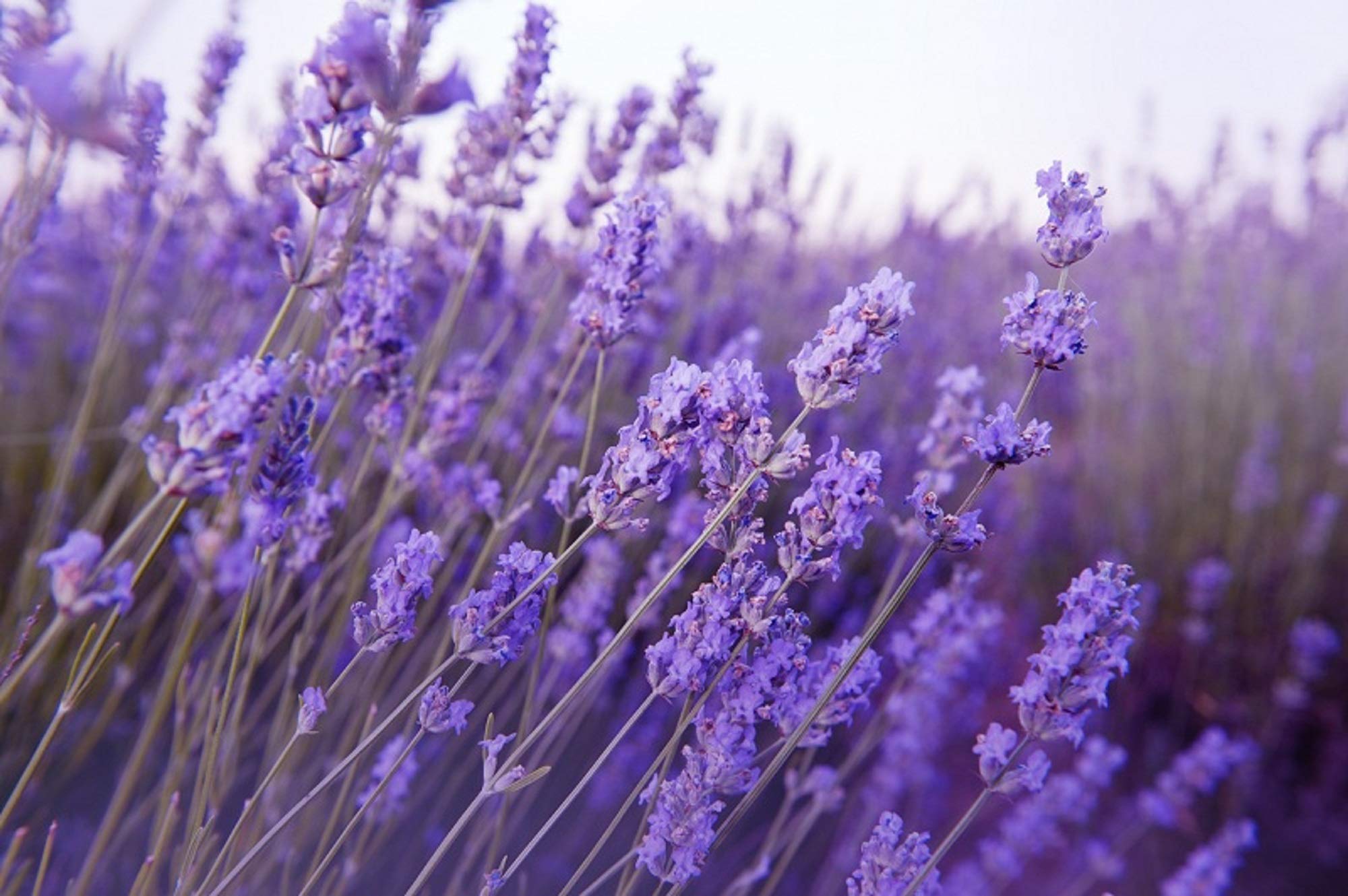Graines de lavande pour attirer les abeilles dans le potager