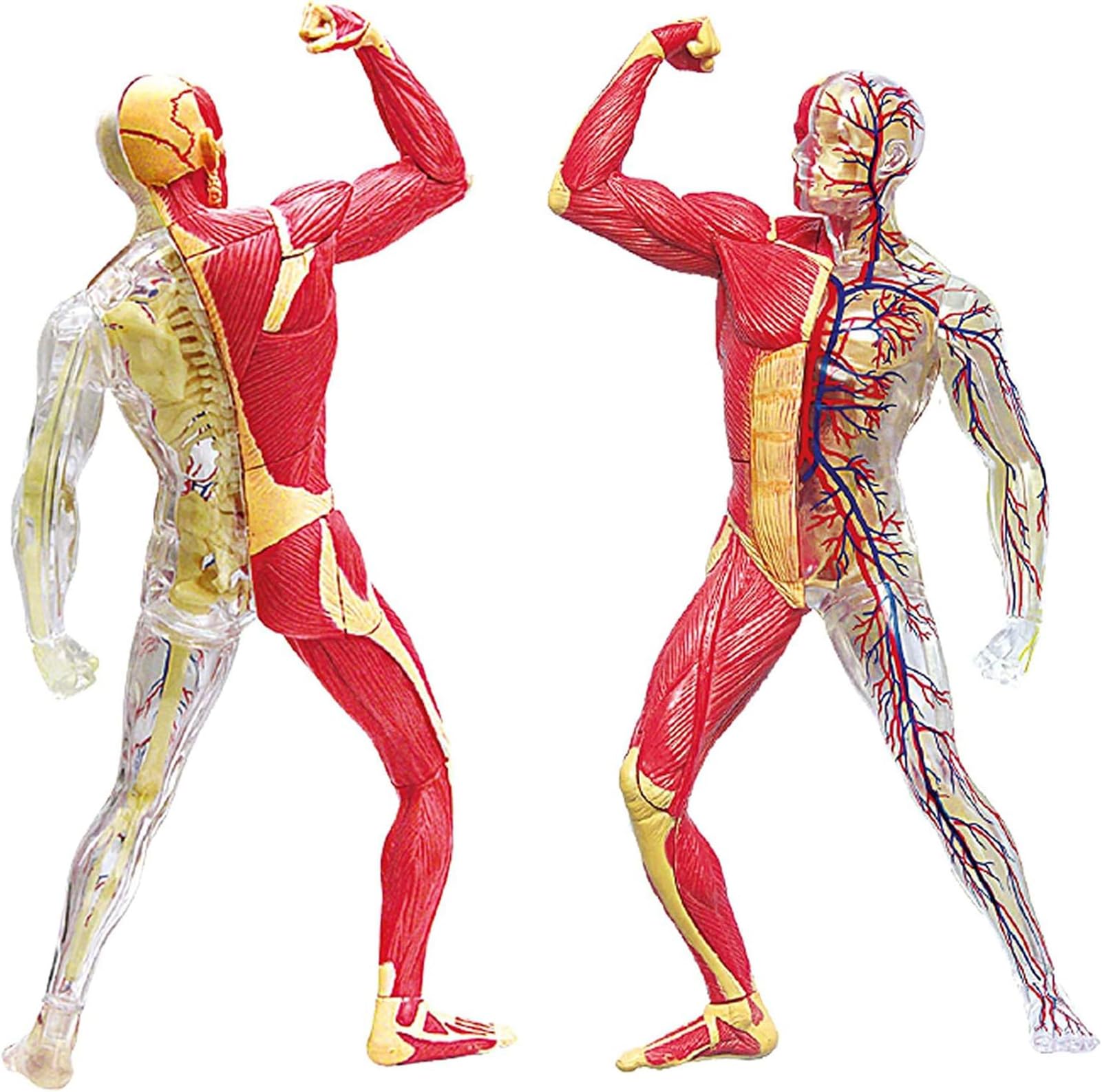 Genérico Modelo en Miniatura del Sistema Muscular, Anatomía Humana Modelo Músculo Esqueleto para Estudio y Exposición Modelo del Sistema Muscular Anatomía para Niños,Enseñanza Médica