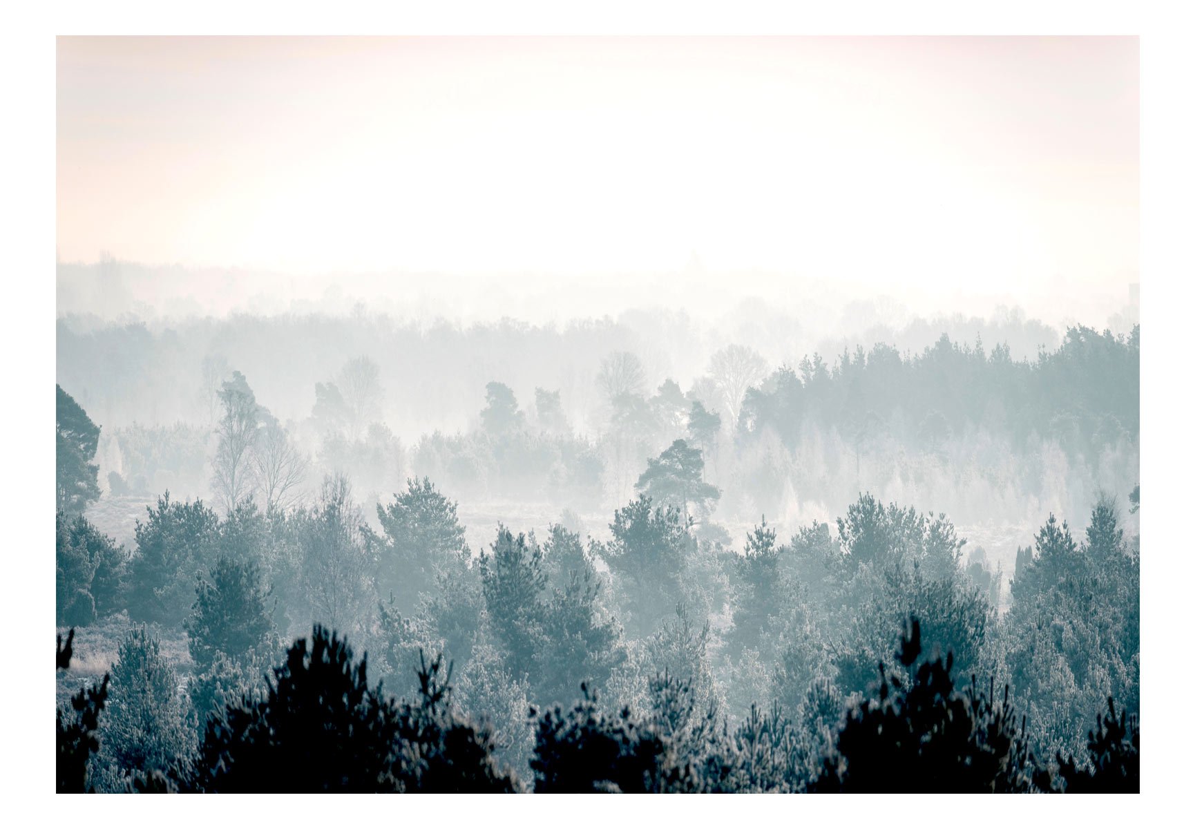 murando Fotomurales Bosque 350x256 cm XXL Papel pintado tejido no tejido | Decoración de Pared decorativos Murales moderna de Diseno Fotográfico Niebla Naturaleza