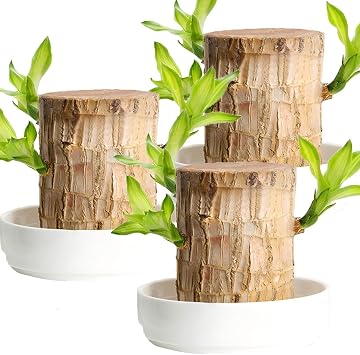 Brazilian Wood Plants, Lucky Bamboo and Trays, Small Desk Office Plants, Lucky Office Home Decoration, Brazilian Lucky Tree Plant Gift Set 3 Pieces