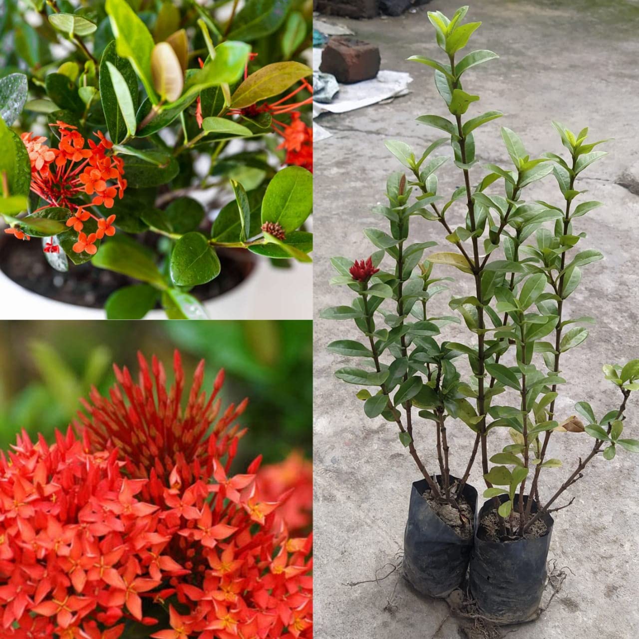 Natura GreenHouse Hybrid Live Flower Plant Ixora Red Chethi, Thechi, Thetti Flowering For Summer Garden Plant Red Ixora Plant (1 Healthy Live Plant) (B0C1JGYP4J) Amazon Price History, Amazon Price Tracker