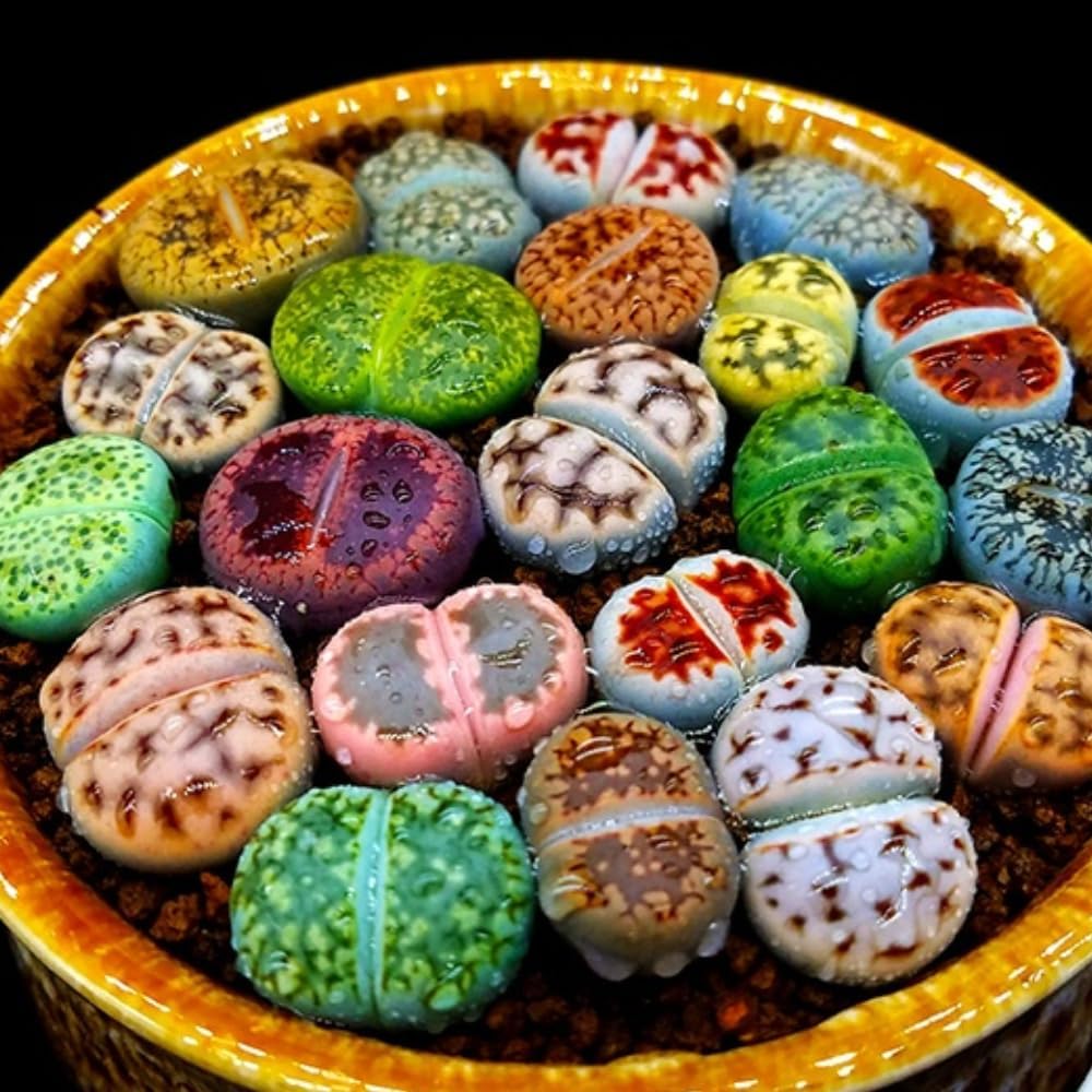 Multicolor Lithops Live Plants, 20 Mix Lithops Succulents Plants Live, Lithops Living Stones Rocks, Lithops Seedlings to Grow