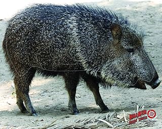 Duramesh Archery Target Javelina 25 in. x 32 in. Black