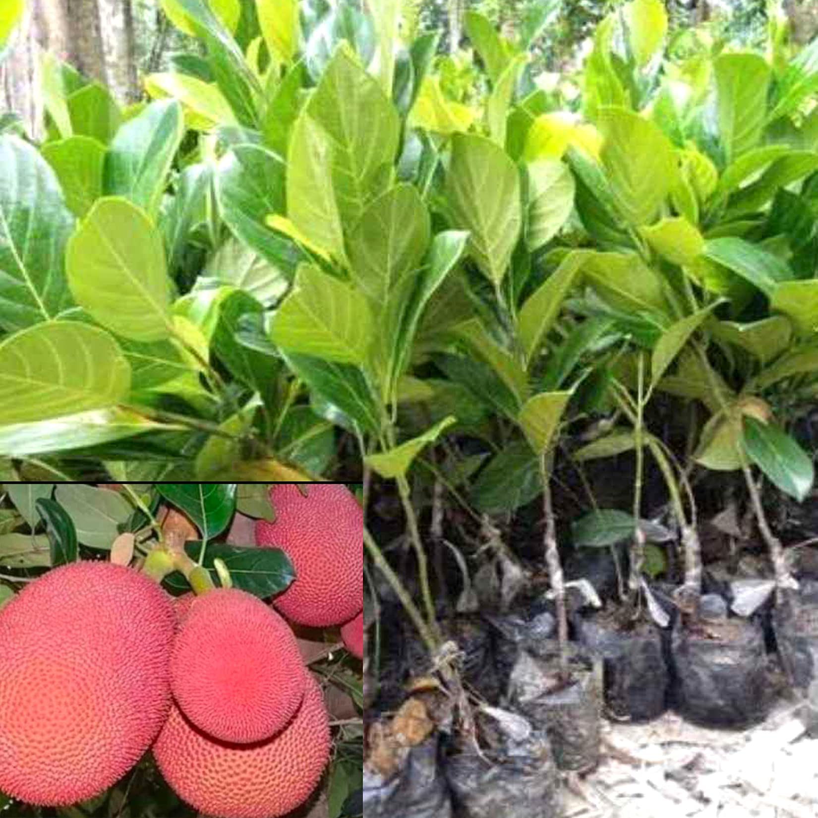 Buy AGRO ALIVE Thailand Pink Jackfruit . 1 Live Grafted Pink Jackfruit