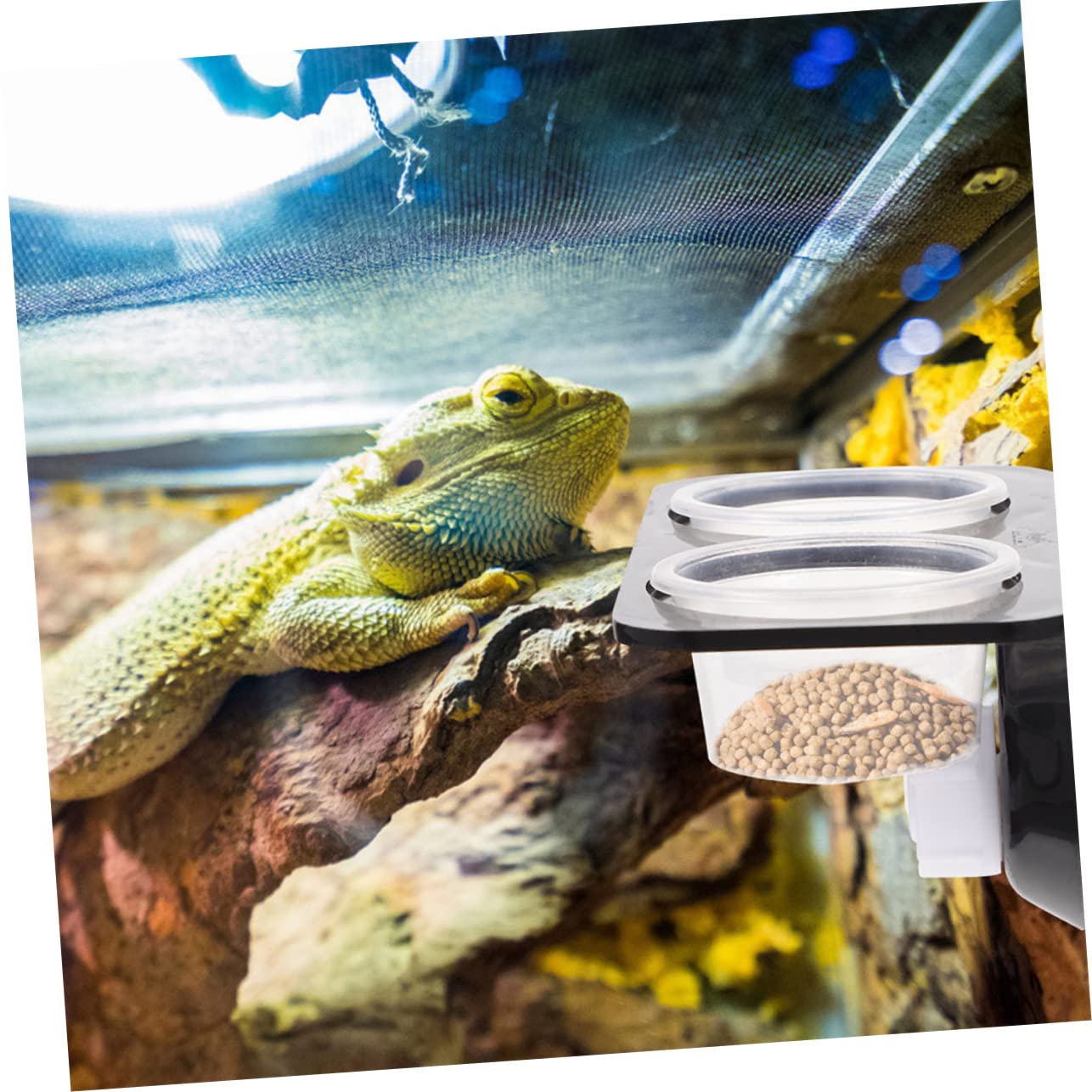 Angoily 4sets Ciotole per Rettile con Design Ventosa Mangiatoia Pratica per Terrario con Supporto Accessorio per Animali Domestici per Cibo Facile da Installare e Manutenere