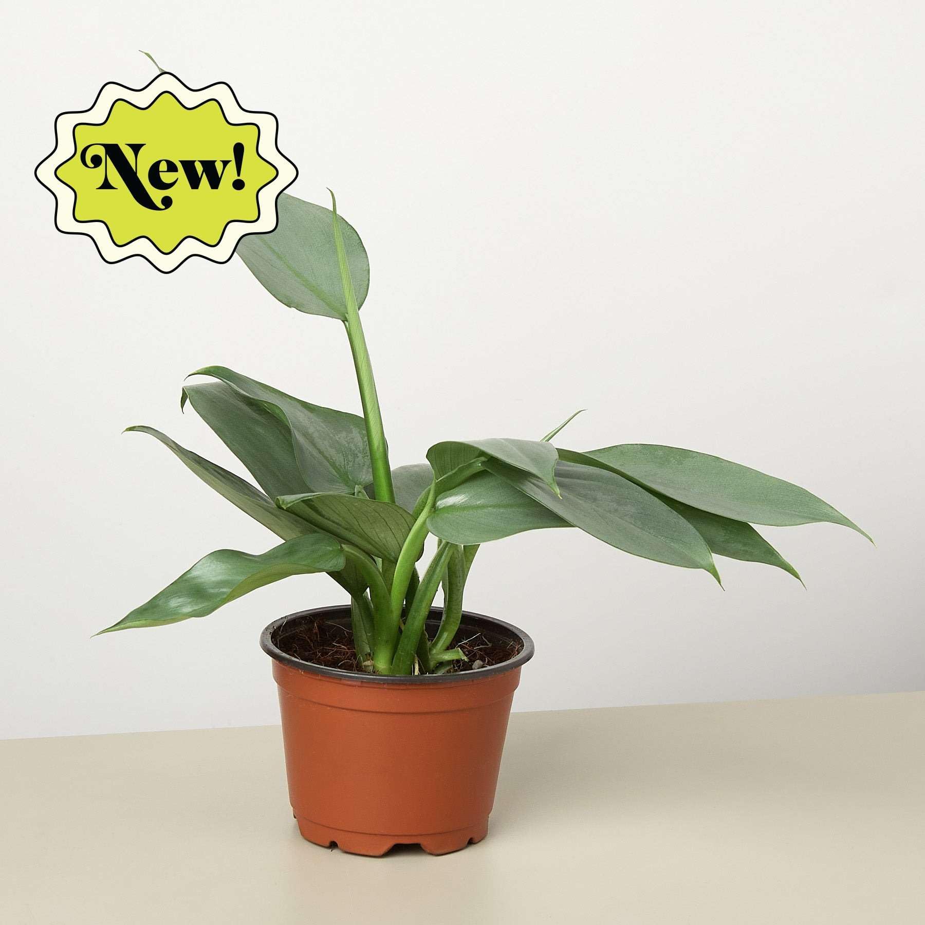 Philodendron Silver Sword Live Plant