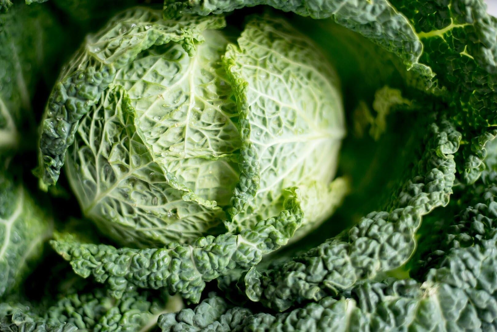 Viridis Hortus - Savoy Vertus Winter Cabbage - 600 (1.5g's) Vegetable Seeds