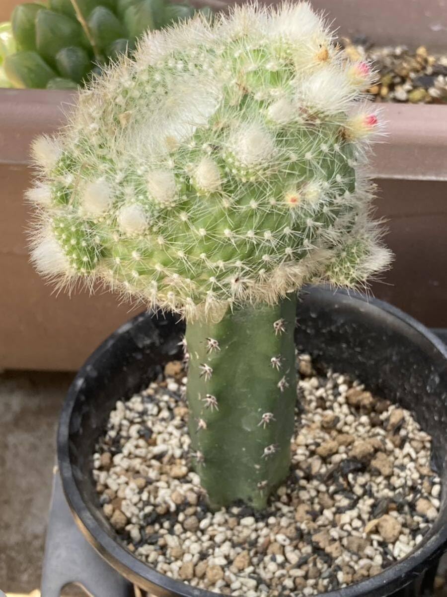 Amazon.co.jp: HUMORパロディア属「花泉雪晃モンスト」1株サボテン