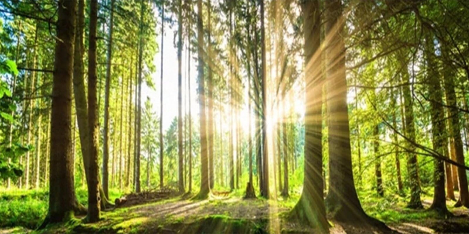 Sonnenaufgang Diamond Painting Erwachsene Groß xxl 120x60cm,DIY 5D Diamant Painting Bilder Wald,Malen nach Zahlen Diamant Anfänger,mit Diamond Painting Zubehör,Zimmer Deko,Mädchen Geschenke YF-11862