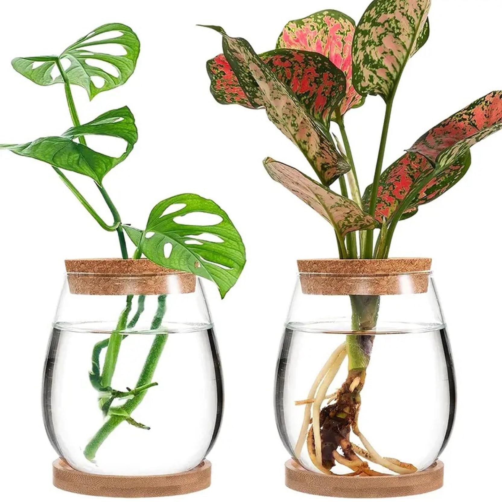 Vases de propagation plantes en verre transparent pour bouturage et décoration intérieure