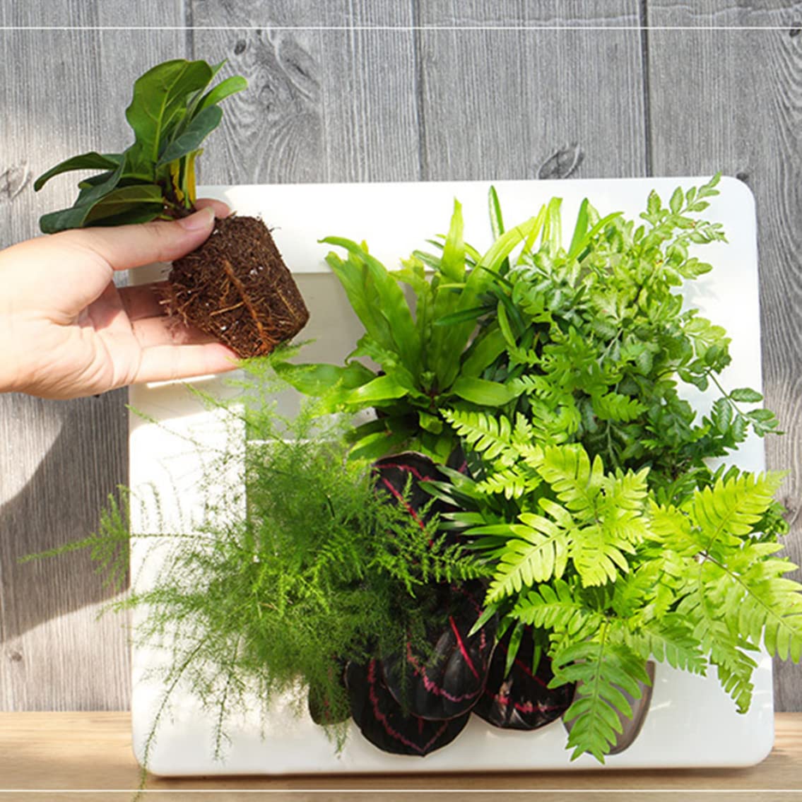 Pots de fleurs carrés à arrosage automatique pour des plantes vertes toujours parfaites