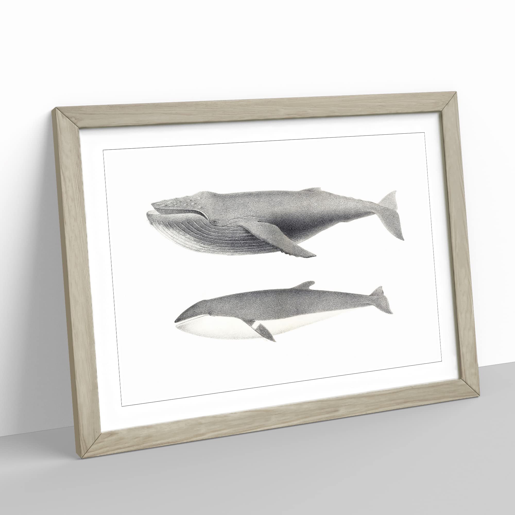 Humpback & Minke Whale By C.M. Scammon Vintage Framed Print, Oak, A3 (46 x 34 cm) - Image 2