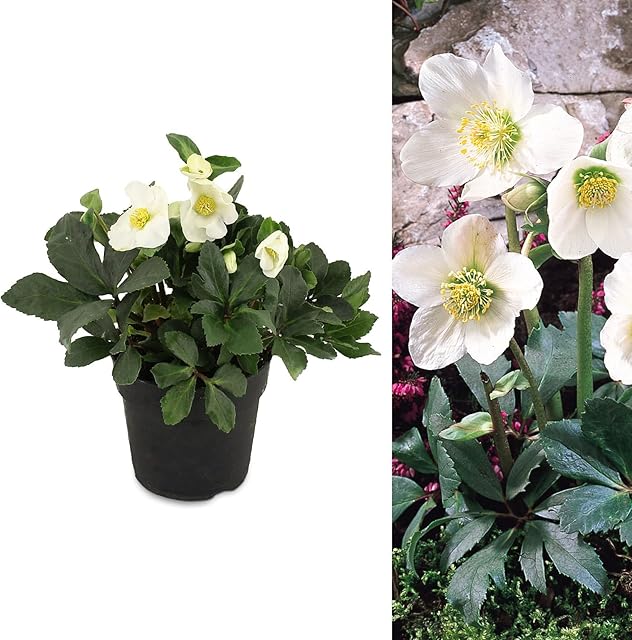 Helleborus Niger - Christmas Rose Plant Ready to Plant - Helleborus in a 9cm Pot - Semi-Evergreen Perennial (1 Plant)