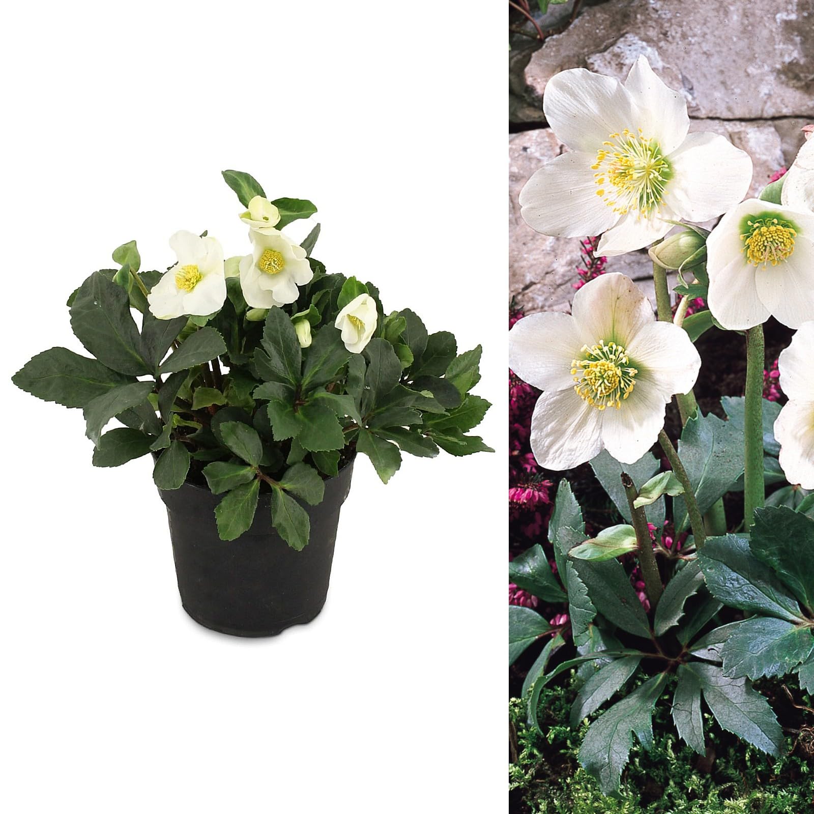 Helleborus Niger - Christmas Rose Plant - Helleborus in a 9cm Pot