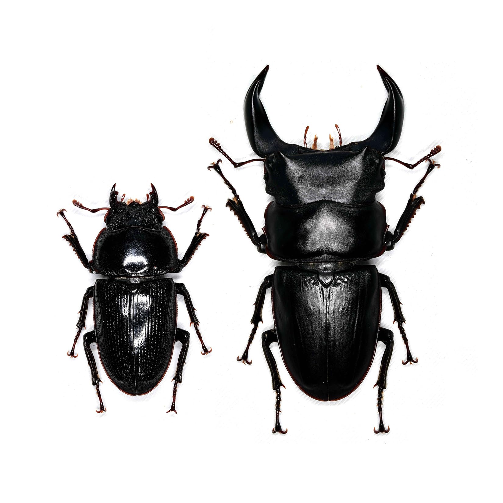 Amazon.co.jp: 涅槃 ホペイオオクワガタ オス メス フィギュア 甲虫